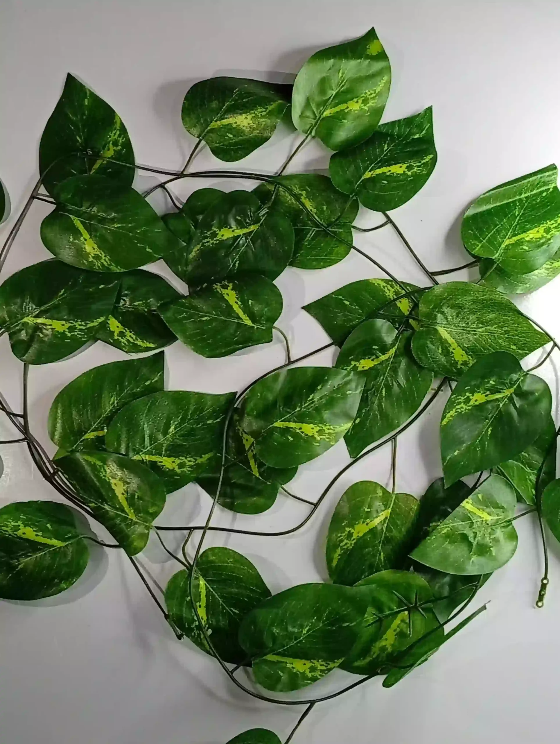 IMG_20250921_1551209